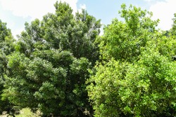 Macadamia nut tree in the summer / macadamia farm on countryside agriculture