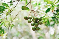 Macadamia nuts hanging on branch macadamia tree in farm in the summer