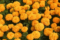 marigold flower blossom on the garden, flower yellow and orange marigold flowers for decorate garden