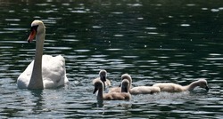 white swan with swimming jungs