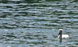 jung baby cute swimming swan