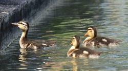 jung cute ducks in water