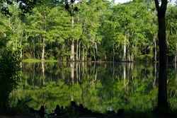 Calm Summer Green Morning Reflection Waccamaw River Waterscape