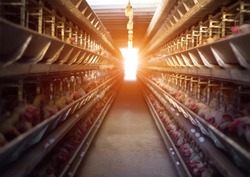 Poultry farm, chickens sit in open-air cages and eat mixed feed, on conveyor belts lie hen's eggs, farming, poultry house