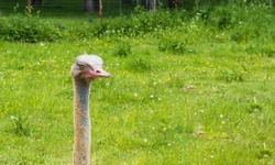 The head of an ostrich with a long neck with closed eyes against the background of green grass. Copy space for text, vertebrate