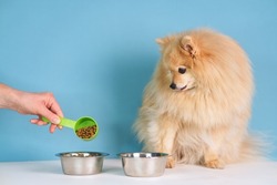 Hand of unrecognisable person is feeding a pet, beautiful adorable Pomeranian Spitz dog, little breed small puppy with dry feed. Two bowls with food and water on blue background. Healthy eating doggy