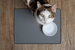 Tabby cat sitting in front of a emty food dish and looking to the camera. High angle view with copy space.