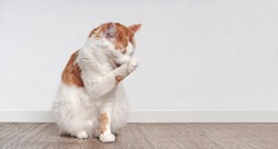 Funny tabby cat sitting on the floor and washing itself. Panoramic image with copy space,