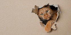 Funny ginger cat sitting in a cardboard box and looking curious through a hole. Panoramic image with copy space.