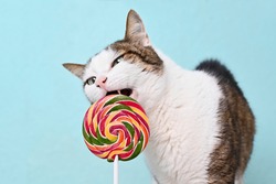 Tabby cat eating a colorful Lollipop on green background. Horizontal image with copy space.