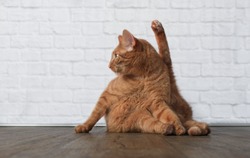 Funny Ginger cat in yoga pose