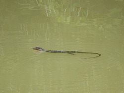 Big lizard swimming in calm water canal in Thailand. Asian Water Monitor lizard (Varanus salvator) is a large varanid lizard native to South and Southeast Asia.