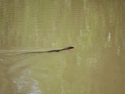 Big lizard swimming in calm water canal in Thailand. Asian Water Monitor lizard (Varanus salvator) is a large varanid lizard native to South and Southeast Asia.