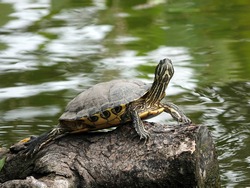 Turtle basking on the tree stump in fresh water pond of Chinese garden.