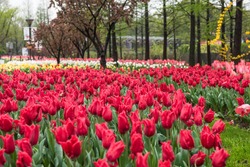 Field of red & withe tulips
