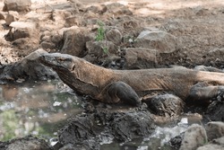 A large Komodo dragon lying near a pond and looking into the camera.