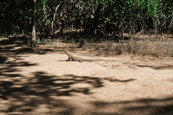 
A large Komodo dragon lies on the ground and warms its body in the morning sun.