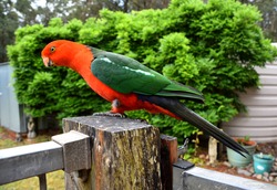 King Parrot on Fence