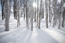 woods in winter