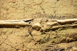 Excavated human leg bones with knee joint 
