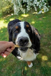 Bernese Mountain Dog trying to eat an ice cream outdoors 