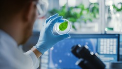 Handsome Male Microbiologist Looking at a Healthy Green Leaf Sample. Medical Scientist Working in a Modern Food Science Laboratory with Advanced Technology Microscopes and Computers.