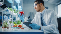 Male Microbiologist in Safety Glasses with Tablet Computer Analyzing a Lab-Grown Tomato. MMicrobiologist Working on Molecule Samples in Modern Food Science Laboratory with Technological Equipment.