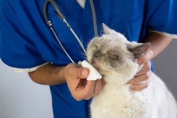 Veterinarian wipe the nose with a cotton pad. Treatment of nose infection snuffle and rheum domestic cat in a veterinary clinic.