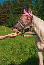 Close up portrait of horse with fly protection mask eating apple on a meadow. hand feeding horse with fruit outdoor. vertical