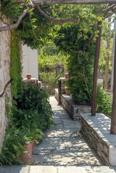 Small, cozy patio with plants, a paved path and a wooden gate on a sunny, summer morning