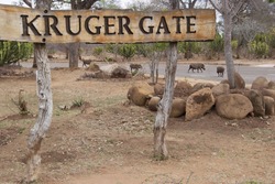 Name sign Kruger gate entrance Kruger National Park, warthogs crossing the road