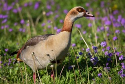 nervous Egyptian goose, Alopochen aegyptiaca, walking through the grass and observing area for possible danger