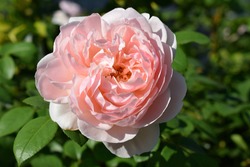 Summer garden with pink rose flower 