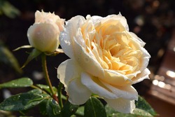 Selective close-up focus of beautiful open light yellow-white rose 
