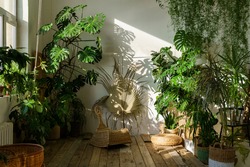 Urban jungle, love for plants concept. Interior of cozy home garden with fresh green monstera houseplant, wicker chair, wooden floor. Sunlight and shadows.