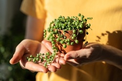 Closeup of woman hand holding small terracotta pot with Senecio Rowleyanus commonly known as a string of pearls. Sunlight. Hobby, houseplant lovers concept. 