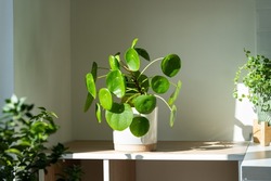 Closeup of Pilea peperomioides houseplant in ceramic flower pot on white table over gray wall at home. Sunlight. Chinese money plant. Indoor gardening, hobby concept
