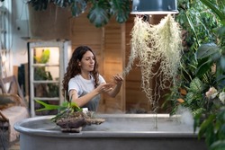 Happy young woman gardener taking care about aquatic plant in greenhouse, holding houseplant under freestanding bath with water, touching green leaves. Greenery at home garden, love for plants, hobby.