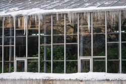 Glasshouse facade covered with icicles forming from poor thermal insulation and tropical plants growing inside greenhouse during cold winter season outdoors
