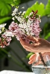Female hands touches bouquet of blossoming apricot branches in wineglass at home. Japanese Sakura cherry blossoms in glass. Spring time concept. Soft focus, shallow depth of field.