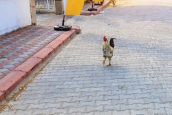 A rooster walks along the paving slabs on the street. Background with copy space for text