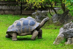 Elephant or Galapagos tortoise. Background with selective focus and copy space for text