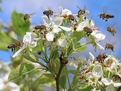honey bees pollinating white blossoms of a pear tree with blue sky background, close up, macro shot of collecting bees