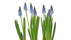 young blue muscari armeniacum flowers in a line on white background.