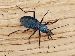 Blue ground beetle, Carabus intricatus, isolated on wooden background, top view
