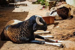 A black sheep lies on a dusty street in Goree Island, Senegal, Africa. Next to it has a container of food. Resting in the shade of stone houses. It is a sunny day.
