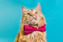 Red cat with pink bowtie front view. Gentleman-like fluffy domestic animal on turquoise background. Adorable feline pet looking upwards with magenta accessory on blue backdrop. Cute curious kitty