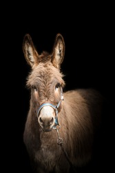 beautiful and healthy donkey posing on a black background