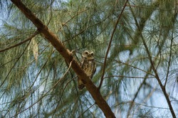 Spotted owlet (Athene brama) in the nature, Thailand