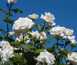 Ferney Voltaire, Rhone/Alpes, France May 2019: White roses against blue sky